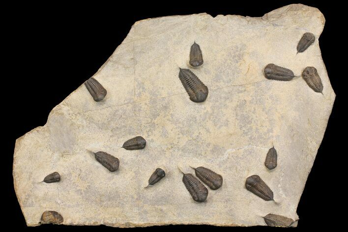 Cluster Of Ordovician Trilobites (Sokhretia?) - Erfoud, Morocco #164747